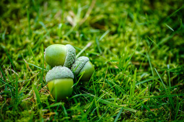 Green acorns on the grass in the forest. Fresh green background. close-up