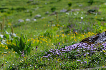 Flowers on the grass int the mountain