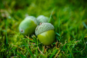 Green acorns on the grass in the forest. Fresh green background. close-up © popovatetiana