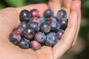 Hand full of fresh Blueberries, Golan Heights 