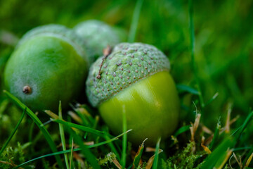 Green acorns on the grass in the forest. Fresh green background. close-up