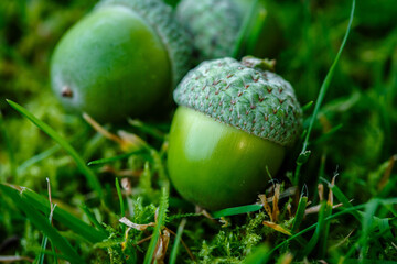 Green acorns on the grass in the forest. Fresh green background. close-up