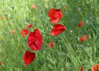 Rote Mohnblumen im Sommerwind