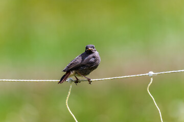 Black redstart bird in a ski station in french Alps