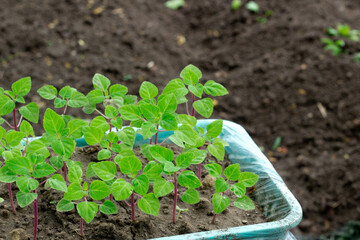 Green seedlings in plastic box close up,new sprouts preparing for planting into ground on spring, seasonal work in garden and yard on summer,image for calendar,poster