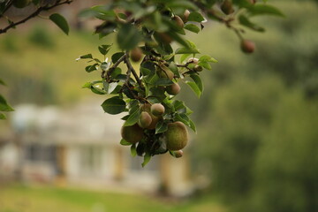 Árbol de peras (Pear tree)