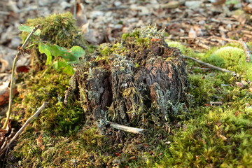 
old trunk covered with moss