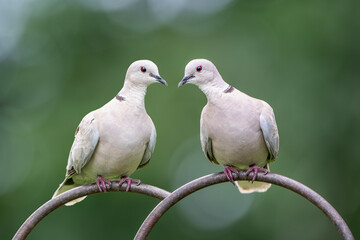 Pair of Ring Neck Doves in South Central Louisiana in June