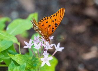 Butterflies and Blooms