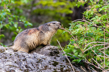 Marmot in the Alps