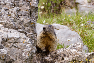 Marmot in the Alps