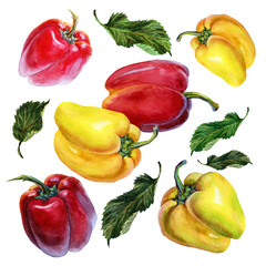 Watercolor illustration