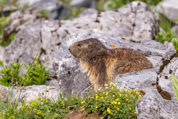 Marmot portrait in the mountains on a beautiful backgroung