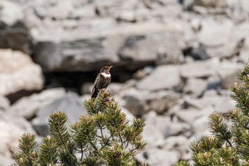 Ring ouzel on a tree in the Alps isolated on mountain
