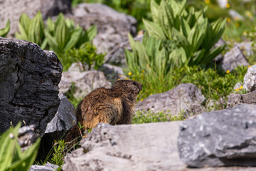 Marmot on a rock in the Alps