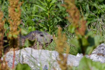 Marmot portrait in the mountains
