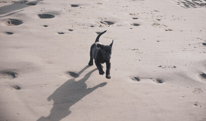 Dogs Playing at the Beach