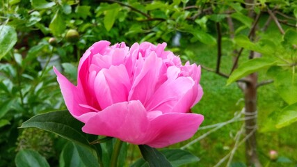 pink lotus flower in spring