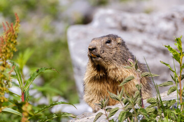 Naklejka na ściany i meble Marmot in the Alps