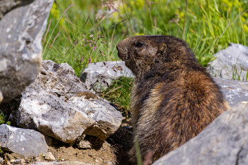 Marmot in the mountains