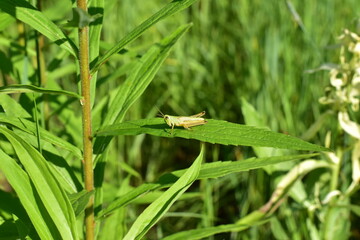 A small green grasshopper sits on a long sheet of grass.