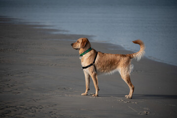 Dogs Playing at the Beach