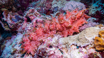 At the bottom of the sea animals can become authentic aliens. Munda (Solomon Islands)