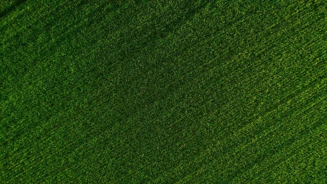 Rise above the green wheat field, agricultural industry. Natural texture background in motion. Harvest organic cultivate