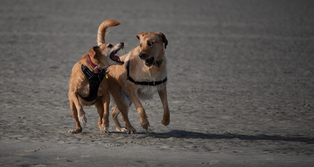 Dogs Playing at the Beach