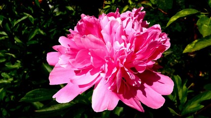 pink and white dahlia