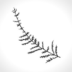 Dry wild blade of grass tattoo. Black ink drawn sketch of a dry leaf for a tattoo.