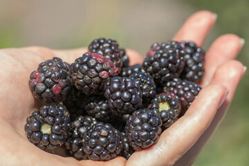 Hand full of fresh Blackberry fruits (Rubus), Golan heights 