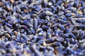 Dried lavender flowers