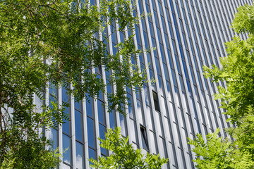 Close up view under the tree of reflected glass facade with rectangular windows grid frame system...