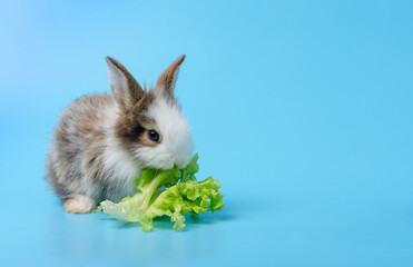 Rabbit eating lettuce on blue background.