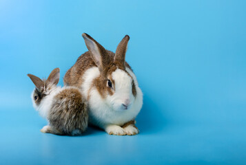 Mother rabbit and newborn bunny on blue background.