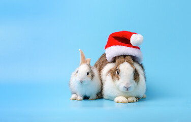 Cute mother rabbit in Christmas hat with baby rabbit on blue background.