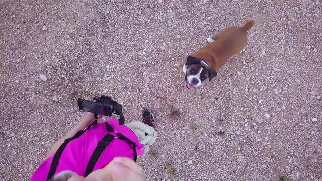 boxer dog looking at drone