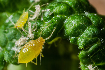 Yellow louse on leaf, macro