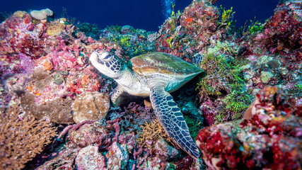 The turtle wakes up among the beautiful colors of the coral. Munda (Solomon Islands)