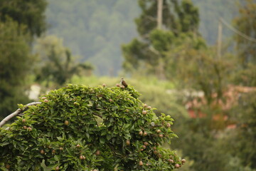 Pájaro en Árbol de peras (Bird in Pear tree)