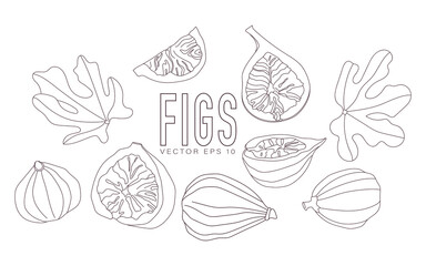 Vector illustration of figs, whole and in a cut, leaves. Simple style with outline.