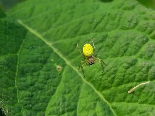 Kürbisspinne (Araniella cucurbitina) sitzt auf ihrem Netz im Busch