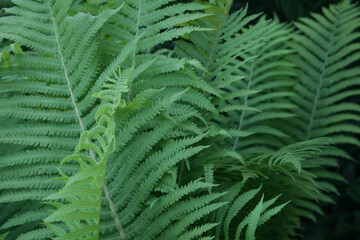 Beautiful bright green bush of fern on nature in the garden.