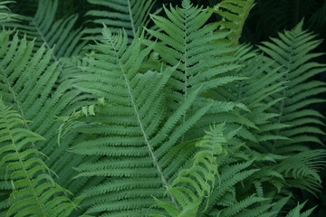 Fototapeta na wymiar Beautiful bright green bush of fern on nature in the garden.