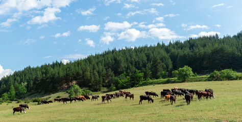 Fototapeta na wymiar Cows graze in a meadow field near a green coniferous forest on the hills of the Rhodope Mountains. Livestock and cattle in Bulgaria. Beautiful rural landscape.