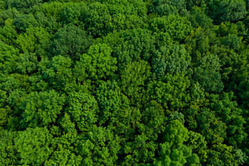 Top view of a lush green forest or woodland.