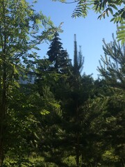 forest in the mountains