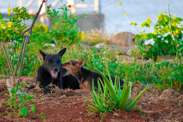 a little dog is playing with its mother