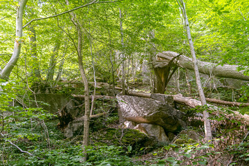verlassener Steinbruch mitten im grünen Wald